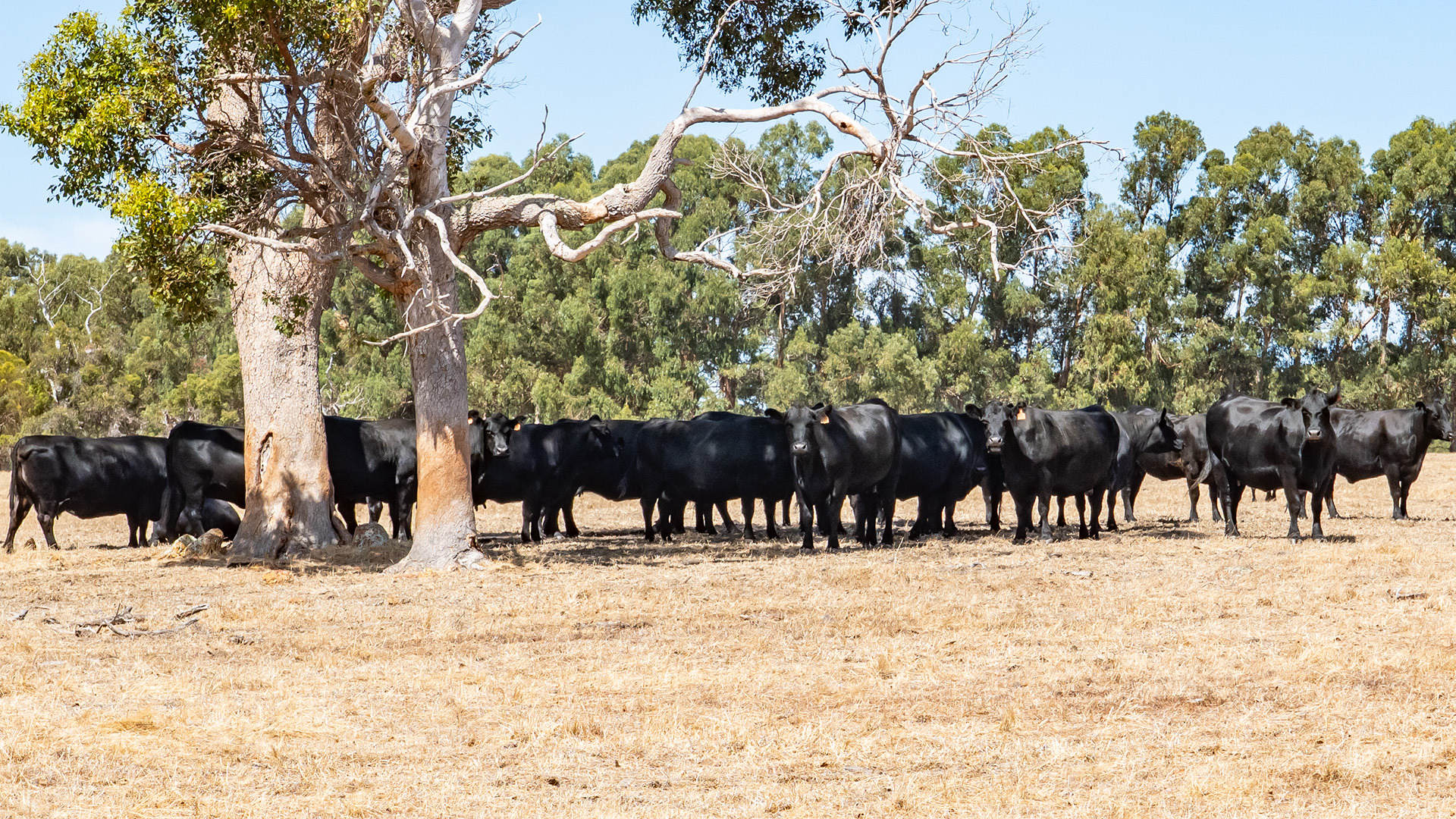 Cattle beneath gum trees photographed by Matt Riley Studio